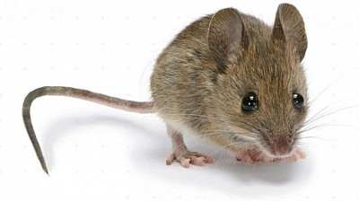 مكافحه الفئران -رش الفئران